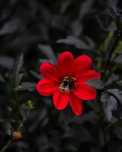 macro photographie en extérieur d'une fleur rouge avec une abeille